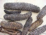 Grade AAA 100% Natural Sea Cucumber