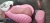 Import Hair salon equipment pink color shampoo chair from China