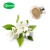 Import Healthy Tea Beverage Jasmine Green Tea Extract Powder from China
