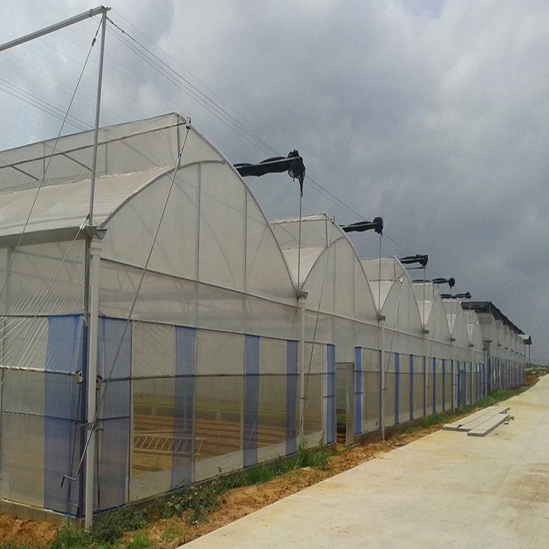 High Quality Multi-span Film Plastic Greenhouse for Agriculture