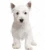Import High-quality western westies for sale westie terrier west highland white from Ukraine