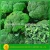 Import iqf frozen vegetable broccoli cut florets supplier from China