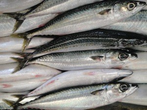 Large Stock Ready stock Promotional Frozen Sea Fish Scomber Japonicus Pacific Mackerel new fish