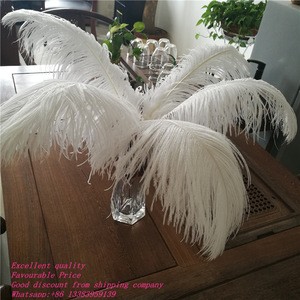 Large White Ostrich Feathers for Wedding Centerpiece imported from South Africa