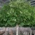 Import Latest design modern artificial plants faux ficus tree artificial banyan tree for indoor outdoor decor from China