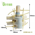 Medical School Thoracic Vertebrae With Spinal Cord Model of human