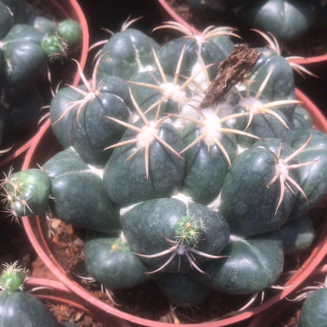 Natural plants Coryphantha andreae Nursery live plants home office garden decoration succulent cactus plant for sale
