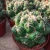 Import Natural plants Coryphantha andreae Nursery live plants home office garden decoration succulent cactus plant for sale from China