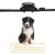 Import New Wholesale Designer Adjustable Electronic Training Pet Dog Collar from China