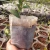 Import Non-woven Seed-Raising Bag Biodegradable Eco-Friendly Nursery Pots Small Plant Grow Bags Non-woven Fabrics Garden Supply from China