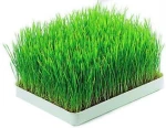 Nutrition supplement 100 mesh Wheat Grass powder with good water solubility