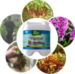 organic fertilizer sargassum seaweed fertilizer