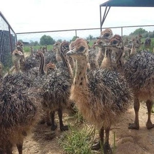 Ostrich Chicks /Blue and Black Neck Ostrich for sale