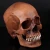 Import Party Supplies Halloween head Resin Skull Model Medical Skull crafts from China