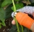 Import Plucking Device Thumb Knife For Cutting Vegetables Agricultural Finger Knife Finger Guard Cooking Tools Finger Protector from China