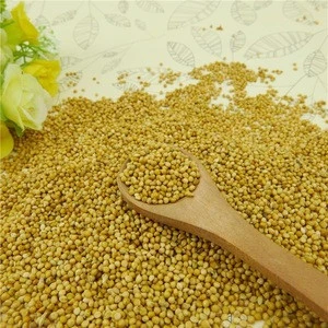 Pure Yellow Millet for sale
