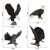Import Pvc domineering flying black eagle plastic animal toy from China