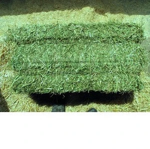 Quality Alfafa Hay for Animal Feeding Stuff Alfalfa / Alfalfa Hay for Sale