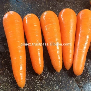QUALITY FRESH CARROT SUPPLIER