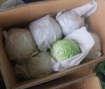 ROUND CABBAGES / VIETNAM CABBAGES