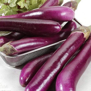 S519 Qie zi Early Maturity Popular Hybrid Eggplant Seeds