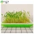 Import Seedling Tray Double Layer Sprout Plate Hydroponics System To Grow Nursery Pots from China