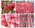 Import Shaanxi Fresh Apple LuoChuan Red Fuji Fresh Apple from China