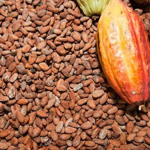 Super organic certified fine ecuadorian cacao / cocoa beans