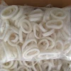 Todarodes Squid Rings Igf Frozen Bulk Packing Squid Ring