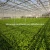 Import Venlo PC Sheet  Greenhouse for Agriculture  Greenhouse Planting  for hot sale from China