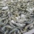 Import Vietnam exports - high quality black tiger shrimp from Vietnam