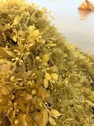 Vietnam High Quality Sargassum Seaweed Good Price In 2020