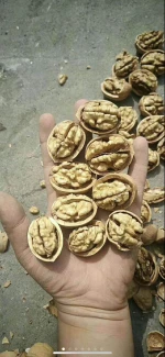 Walnut Kernels