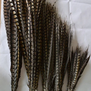 Wholesale 30-35&#39;&#39; Dyed Lady Amherst Pheasant Tail Feathers for Brazil Carnival Festival