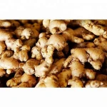 Wholesale Fresh Ginger / Price Of Fresh Ginger / Fresh Ginger in India