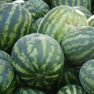 Wholesale Fresh Watermelon / Fresh Watermelon For Sale / Bulk Fresh Fruit Watermelon