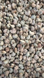 Export Grade Raw Cashew Nuts (RCN) | High Outturn | Bulk & Trial Orders Available
