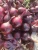 Import red onion from Uzbekistan