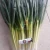 Import Best Quality Fresh Scallion from Indonesia