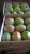 Import Export Quality Fresh Quality Mangoes From Pakistan/Import Fresh Quality from South Africa
