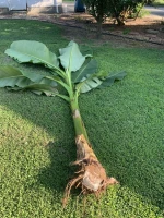Plantain Suckers for planting