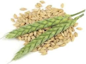 Barley