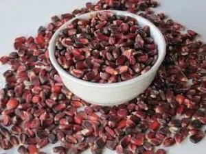 Export Quality Red Corn – Rich in Antioxidants, Ideal for Food Processing