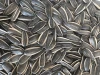 Dried Sunflower Seeds High Quality New Crop 361 Sunflower Seeds Roasted Sunflower Seed for Snack