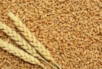 Top Grade Organic Wheat,  Maize Corn, Sunflower Seeds, Sunflower Oil, Industrial Oil