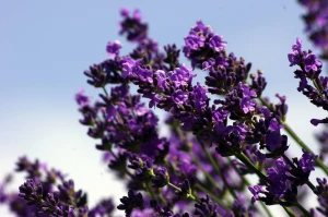 100% Pure NZ Lavender Oil