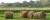Import Alfalfa hay animal food from Spain