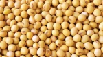 Brazilian Soybean GMO and NON-GMO