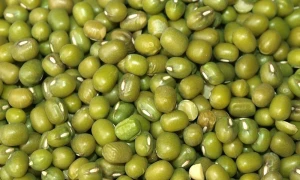 Green Mung Beans / Vigna Beans