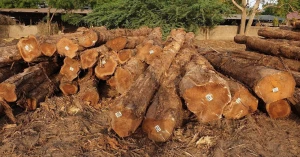 Premium Padauk Logs Bulk Supply High Quality Hardwood Export Grade Material